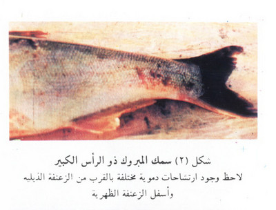 العلامات المبكرة لظهور أمراض الأسماك Large_1234178572