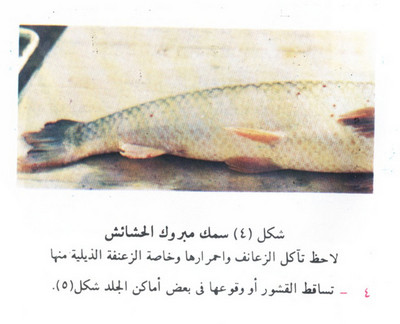 العلامات المبكرة لظهور أمراض الأسماك Large_1234178574