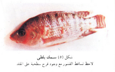 العلامات المبكرة لظهور أمراض الأسماك Large_1234178575