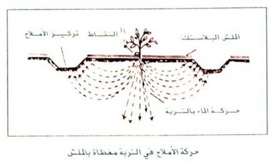 خدمة الطماطم بكل العروات والظروف المناخية الملائمة للعقد والتزهير Large_1234179966