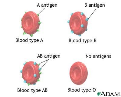 فئات الدم Blood types Large_1238016535