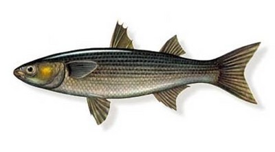 انواع سمك البورى  Large_1238027847