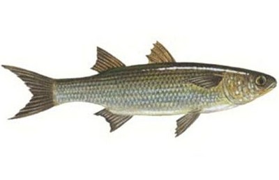 انواع سمك البورى  Large_1238027848