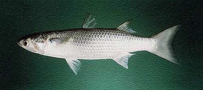 انواع سمك البورى  Large_1238027849