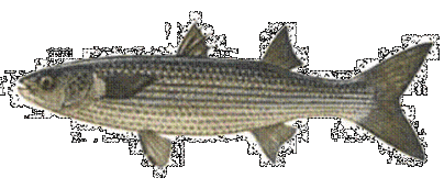 انواع سمك البورى  Large_1238027850