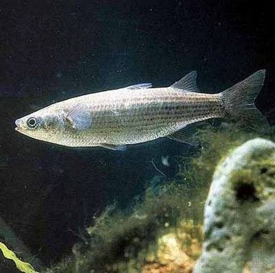 انواع سمك البورى  Large_1238027851
