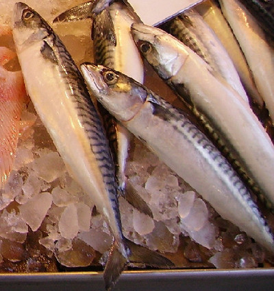 أنواع سمك البلاميدا   د.عبدالرحمن إبراهيم زنونى
