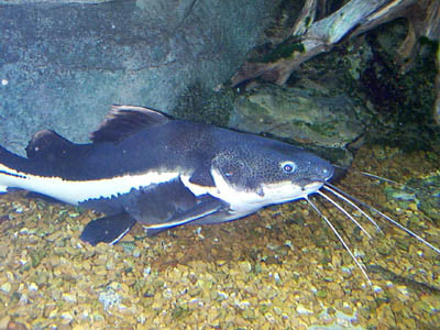 السمكة السامة (سمكة القط) Large_1238038996
