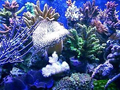 الاهمية الشعاب المرجانية Large_1238043367