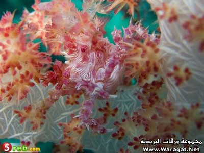 صور للشعاب المرجانية Large_1238043369