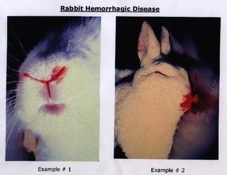 تصاب الأرانب بالعديد من الأمراض Large_1238137826