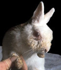تصاب الأرانب بالعديد من الأمراض Large_1238137829