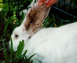 تصاب الأرانب بالعديد من الأمراض Large_1238137832
