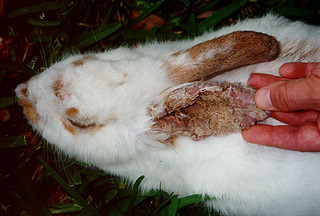 تصاب الأرانب بالعديد من الأمراض Large_1238137833
