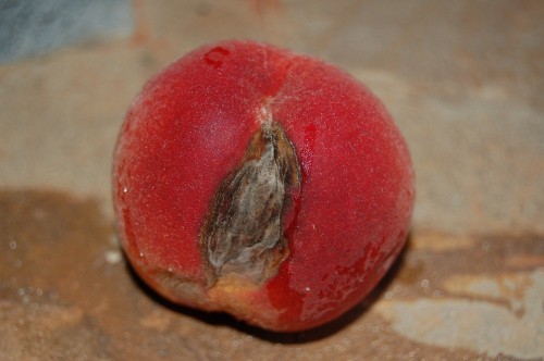 العفن البنى Brown rot‏ ‏على ثمار الحلويات 1238232641