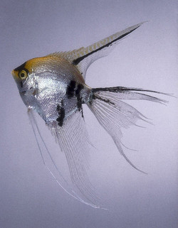 سمكه الملاك Angel Fish