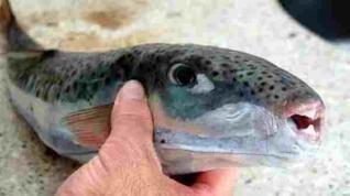 "احذر السمك به سم قاتل" بالفيديو: الثروة السمكية تحذر من انتشار 11 نوعًا من الأسماك السامة بالأسواق Large_1238352047